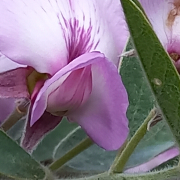 Podalyria lanceolata