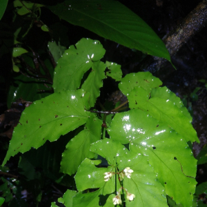 Begonia catharinensis