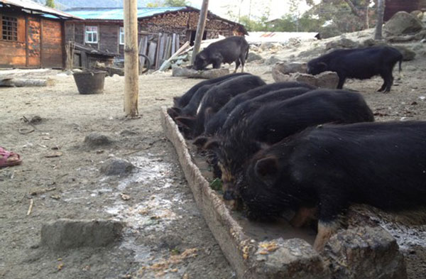 2013年德爾貢村小型家庭藏豬養殖廠一角