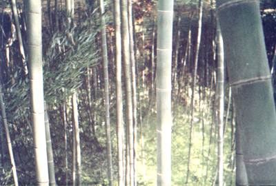 竹木資源