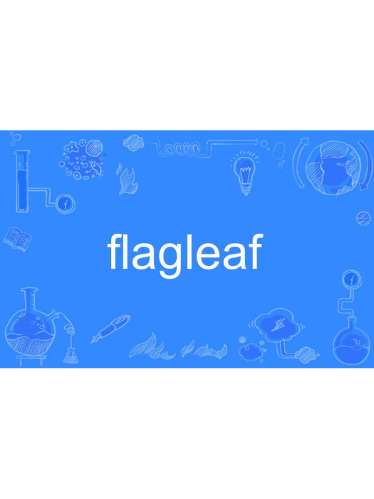 flagleaf flagleaf