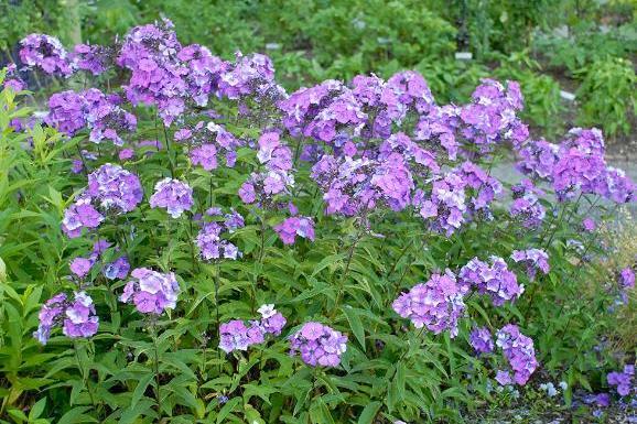 Phlox paniculata \x27Blue Paradise\x27 Phlox paniculata \x27Blue Paradise\x27