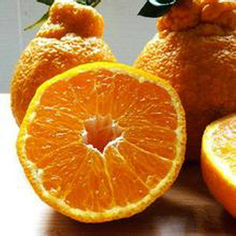 凸頂橘