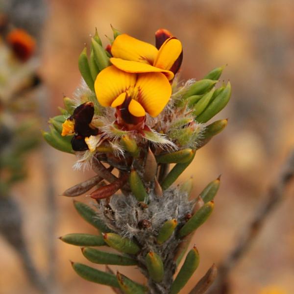 Pultenaea brachyphylla
