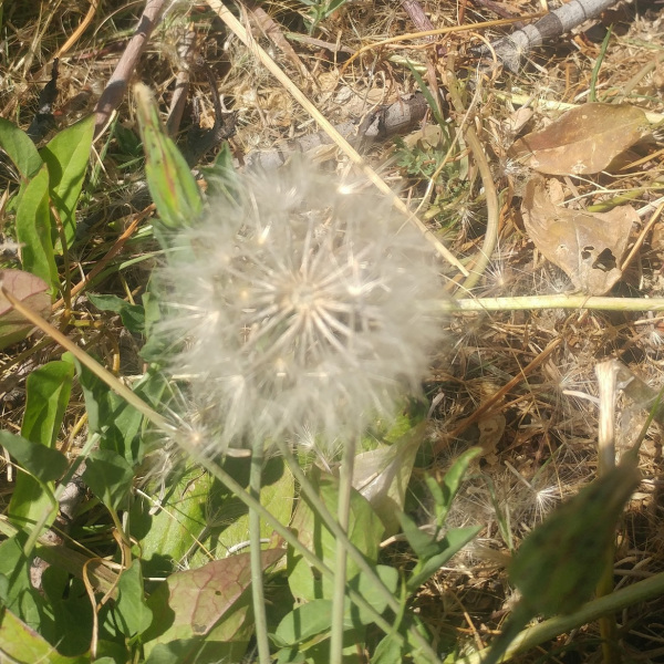 柄果菊