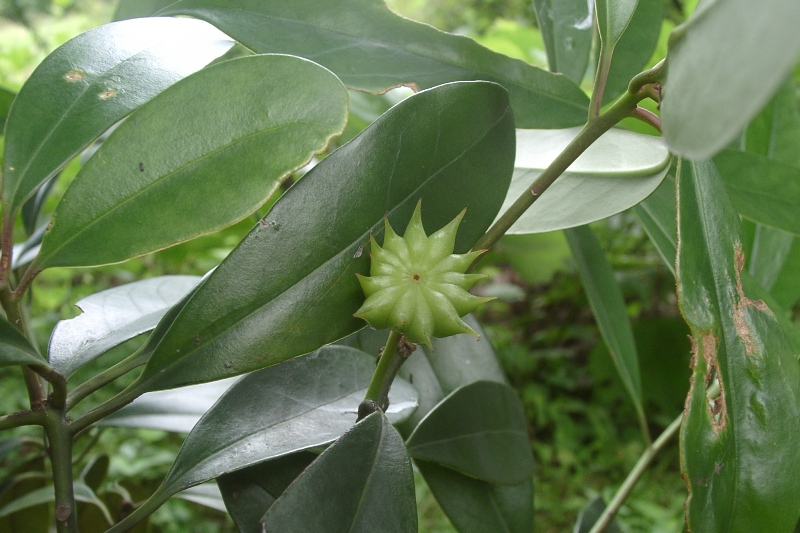 四棱菝葜 四棱菝葜