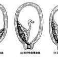 子宮頸內口