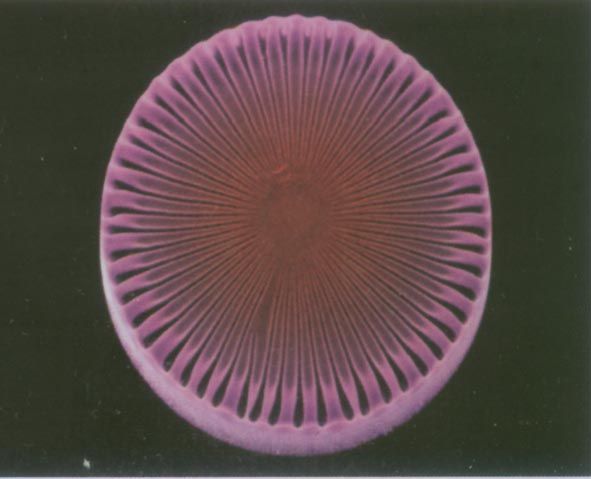 硅藻(diatom)