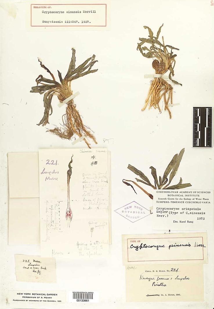 C.sinensis的模式標本，采自廣西（該名稱現已修訂為異名）