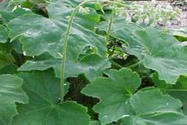 Heuchera villosa \x27Autumn Bride\x27