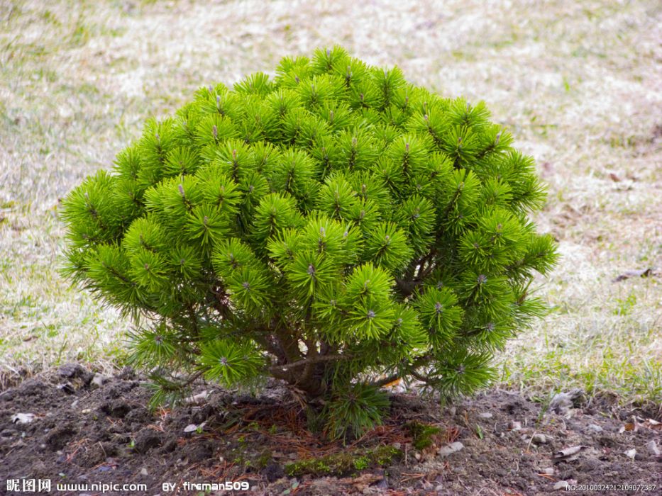 shrubbery shrubbery