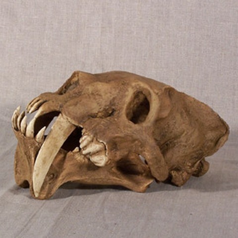 巴博劍齒虎頭骨化石