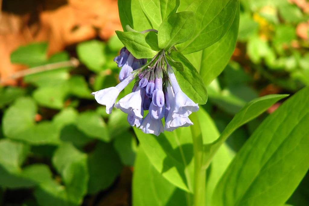 鈍裂藍鐘花 鈍裂藍鐘花