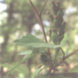 狹果茶藨(中藥) 狹果茶藨(中藥)