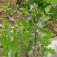蕘花(植物) 蕘花(植物)