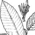 垂花樹蘿蔔 垂花樹蘿蔔
