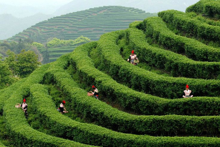 石康黑茶 石康黑茶