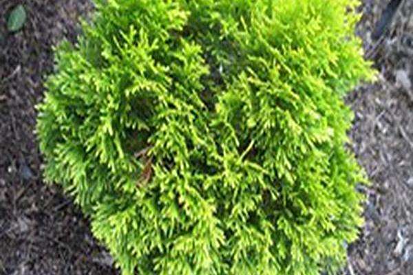Thuja occidentalis \x27Filip\x27s Magic Moment\x27