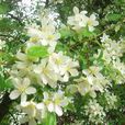 李葉繡線菊