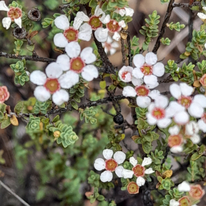 Ericomyrtus serpyllifolia