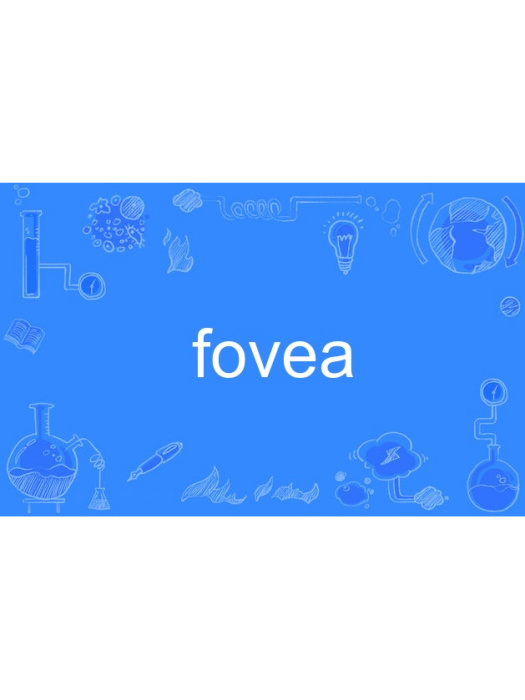 fovea fovea
