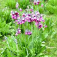 偏花報春 偏花報春