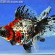 熒鱗蝶尾魚 熒鱗蝶尾魚