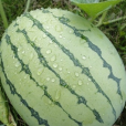惠農八號(津審瓜2011006) 惠農八號(津審瓜2011006)