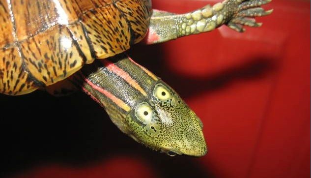 眼斑龜頭部