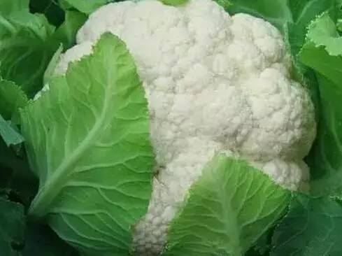 雪潔70 雪潔70