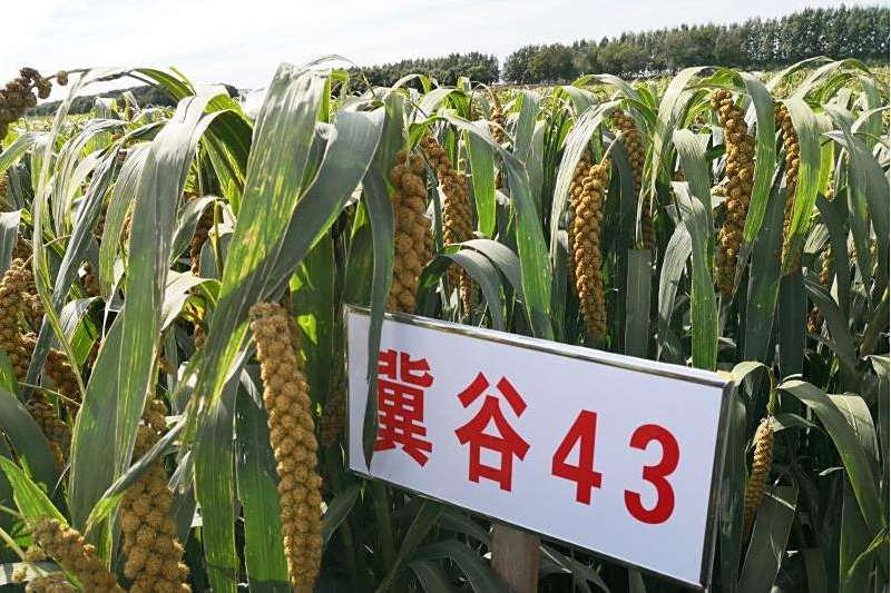 冀谷43 冀谷43