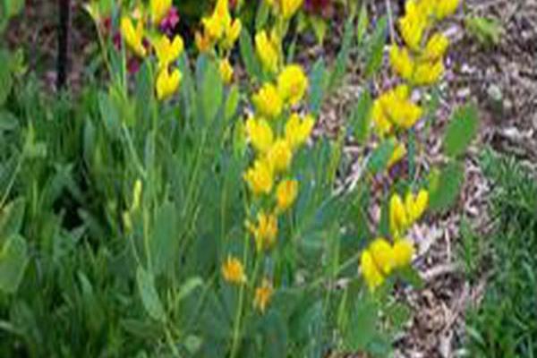 Baptisia sphaerocarpa Baptisia sphaerocarpa