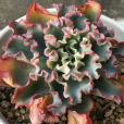 水瓶座(景天科擬石蓮屬植物) 水瓶座(景天科擬石蓮屬植物)