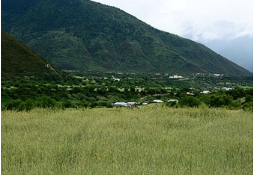 小麥屬 小麥屬