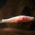 洞穴魚 洞穴魚