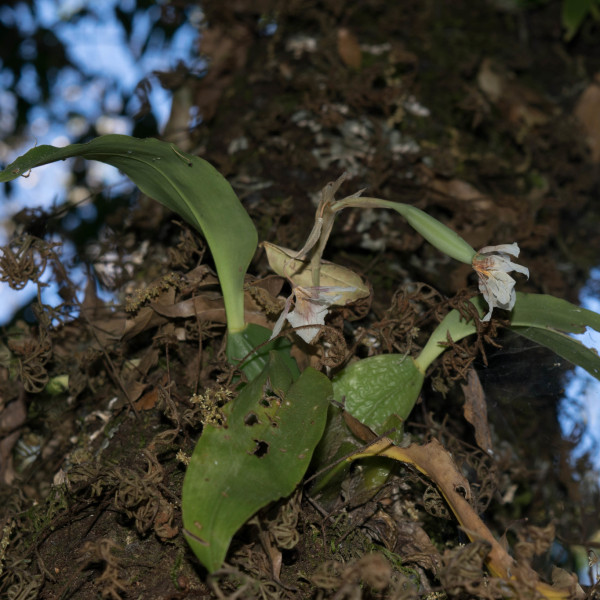 Rhynchostele aptera