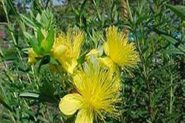 Hypericum kalmianum \x27Ames\x27 Hypericum kalmianum \x27Ames\x27