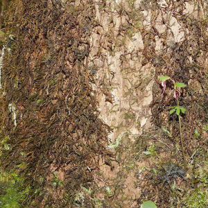 Stigmatodactylus bracteatus