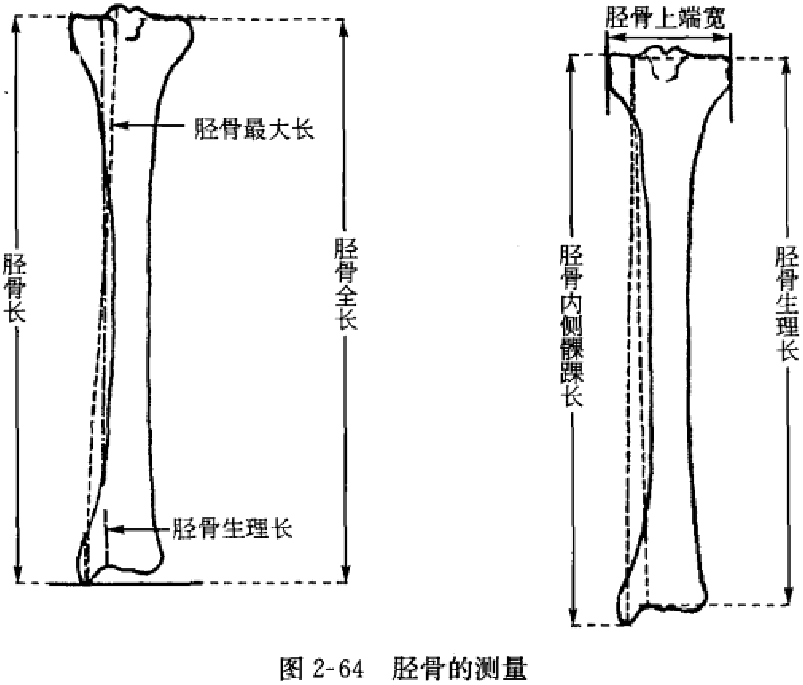 《人體測量手冊》描述的幾種脛骨長