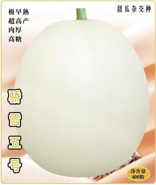 驕雪五號 驕雪五號