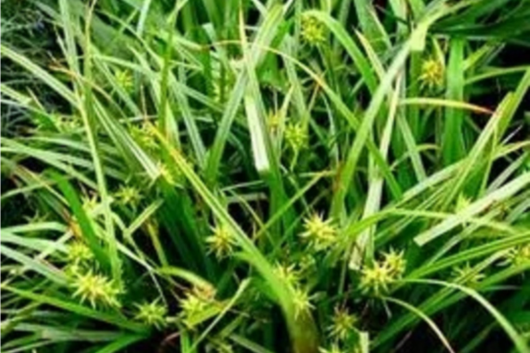 針薹草 針薹草