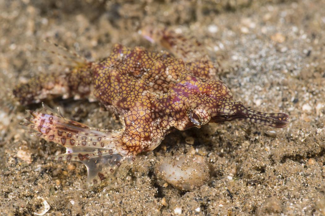 寬海蛾魚 寬海蛾魚