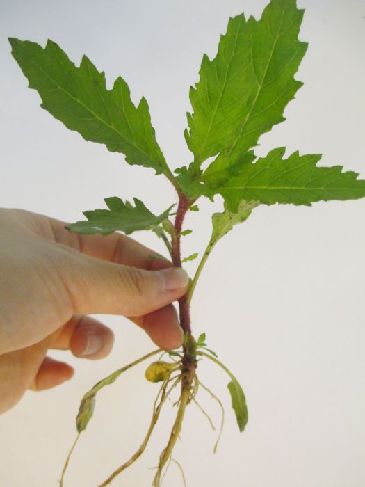 天仙草 天仙草