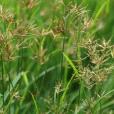 香附子(香頭草) 香附子(香頭草)
