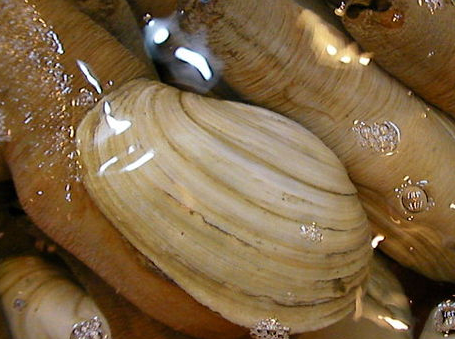 太平洋障泥蛤(鉗蛤)