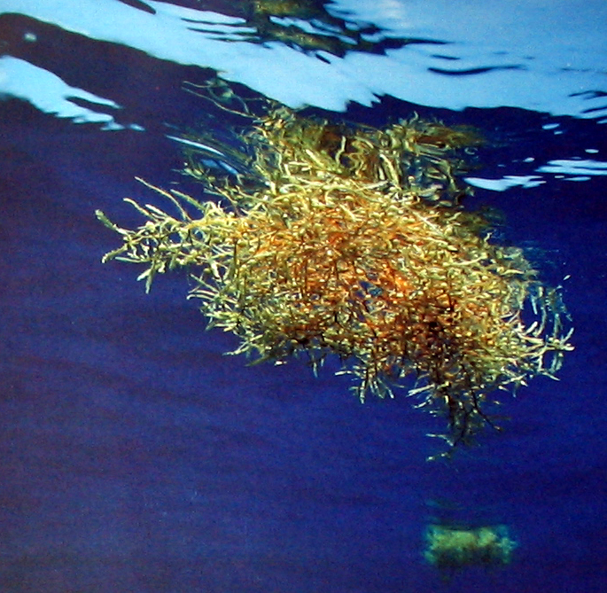 馬尾藻海