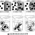 滲透吸水 滲透吸水