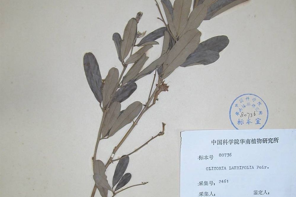 棱莢蝶豆 棱莢蝶豆
