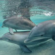 寬吻海豚(寬吻海豚-最聰明的海洋哺乳動物)
