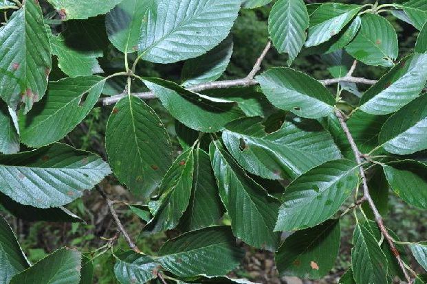 冠萼花楸 冠萼花楸